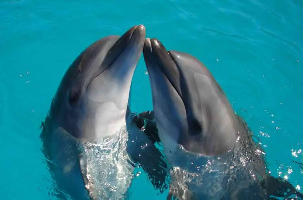 nado con delfines - actividades acuaticas